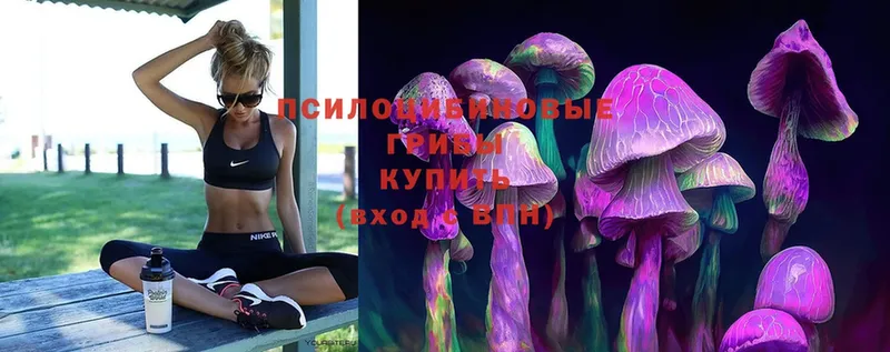 Псилоцибиновые грибы Psilocybine cubensis  Кондрово 